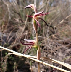 Lyperanthus suaveolens at Belconnen, ACT - 19 Sep 2023