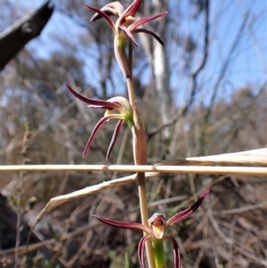 Lyperanthus suaveolens at Belconnen, ACT - 19 Sep 2023