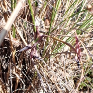 Lyperanthus suaveolens at Belconnen, ACT - 19 Sep 2023