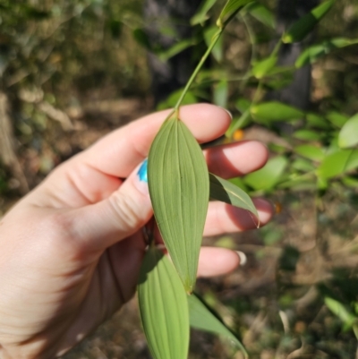 Eustrephus latifolius (Wombat Berry) at South Durras, NSW - 19 Sep 2023 by Csteele4