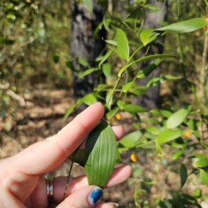 Eustrephus latifolius at South Durras, NSW - 19 Sep 2023