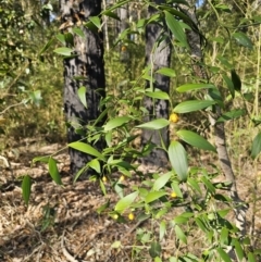 Eustrephus latifolius at South Durras, NSW - 19 Sep 2023