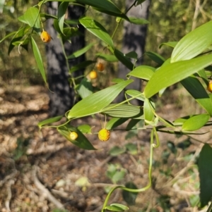 Eustrephus latifolius at South Durras, NSW - 19 Sep 2023