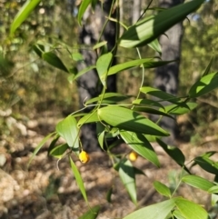 Eustrephus latifolius at South Durras, NSW - 19 Sep 2023 03:44 PM