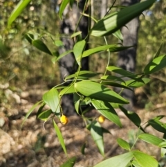 Eustrephus latifolius at South Durras, NSW - 19 Sep 2023