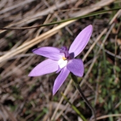 Glossodia major (Wax Lip Orchid) at Aranda Bushland - 19 Sep 2023 by CathB