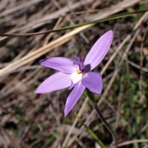 Glossodia major at Belconnen, ACT - 19 Sep 2023