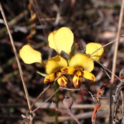 Diuris nigromontana (Black Mountain Leopard Orchid) at Belconnen, ACT - 19 Sep 2023 by CathB