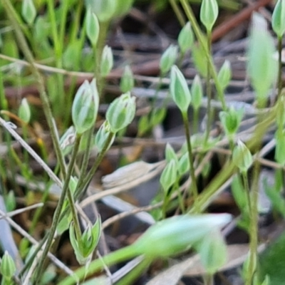 Moenchia erecta (Erect Chickweed) at Wanniassa Hill - 19 Sep 2023 by Mike