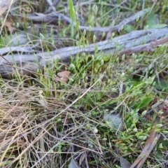 Moenchia erecta at Tuggeranong, ACT - 19 Sep 2023 04:27 PM