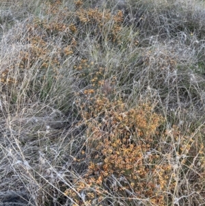 Dillwynia sp. Yetholme (P.C.Jobson 5080) NSW Herbarium at Hackett, ACT - 2 Sep 2023 04:51 PM