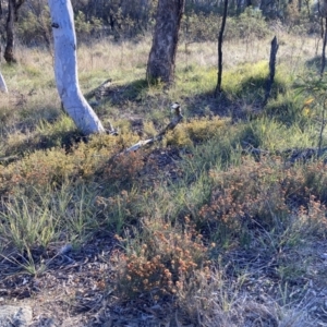 Dillwynia sp. Yetholme (P.C.Jobson 5080) NSW Herbarium at Hackett, ACT - 2 Sep 2023