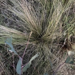 Nassella trichotoma (Serrated Tussock) at Watson, ACT - 11 Sep 2023 by waltraud