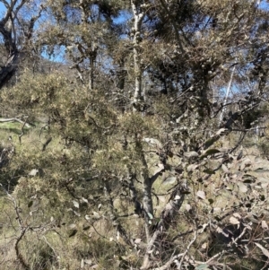 Hakea decurrens subsp. decurrens at Hackett, ACT - 16 Sep 2023