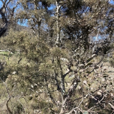 Hakea decurrens subsp. decurrens (Bushy Needlewood) at Hackett, ACT - 16 Sep 2023 by waltraud