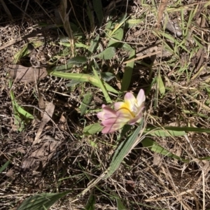 Freesia leichtlinii subsp. leichtlinii x Freesia leichtlinii subsp. alba at Hackett, ACT - 16 Sep 2023