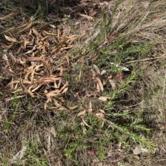 Grevillea sp. (Grevillea) at Mount Majura - 16 Sep 2023 by waltraud