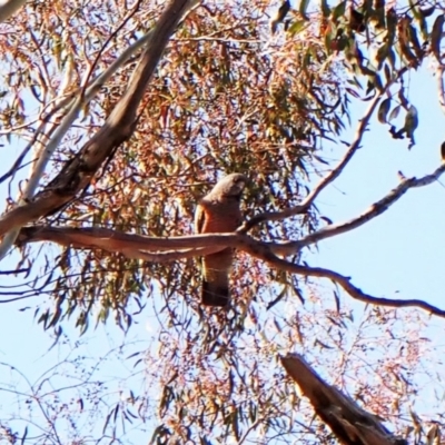 Callocephalon fimbriatum (Gang-gang Cockatoo) at Belconnen, ACT - 18 Sep 2023 by CathB