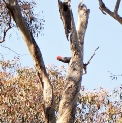 Callocephalon fimbriatum at Belconnen, ACT - suppressed