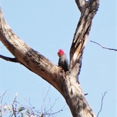 Callocephalon fimbriatum at Belconnen, ACT - suppressed