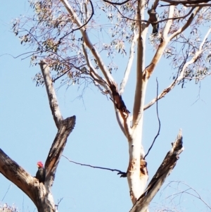 Callocephalon fimbriatum at Belconnen, ACT - suppressed