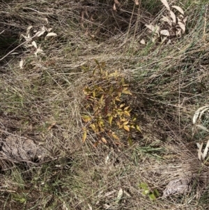 Nandina domestica at Hackett, ACT - 16 Sep 2023 01:01 PM