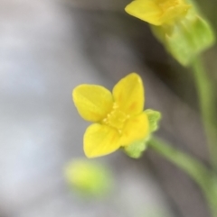 Cicendia quadrangularis (Oregon Timwort) at Mount Majura - 16 Sep 2023 by waltraud