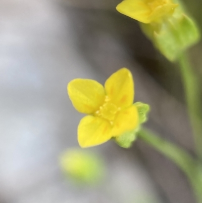 Cicendia quadrangularis (Oregon Timwort) at Mount Majura - 16 Sep 2023 by waltraud