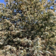 Acacia baileyana (Cootamundra Wattle, Golden Mimosa) at Mount Majura - 16 Sep 2023 by waltraud