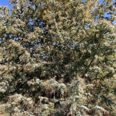 Acacia baileyana (Cootamundra Wattle, Golden Mimosa) at Mount Majura - 16 Sep 2023 by waltraud