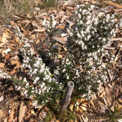 Cryptandra amara (Bitter Cryptandra) at Hughes Garran Woodland - 19 Sep 2023 by ruthkerruish