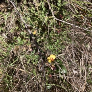 Bossiaea buxifolia at Majura, ACT - 16 Sep 2023 01:51 PM