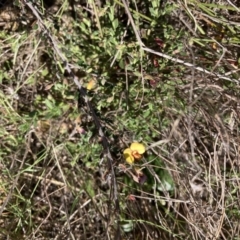 Bossiaea buxifolia (Matted Bossiaea) at Mount Majura - 16 Sep 2023 by waltraud