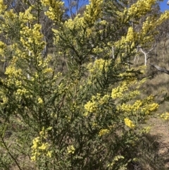 Acacia paradoxa (Kangaroo Thorn) at Mount Majura - 16 Sep 2023 by waltraud