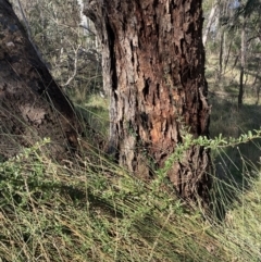 Pyracantha sp. (Firethorn) at Majura, ACT - 16 Sep 2023 by waltraud