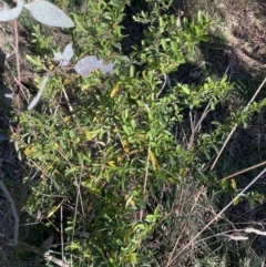 Pyracantha sp. (Firethorn) at Mount Majura - 16 Sep 2023 by waltraud