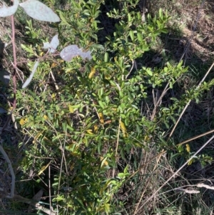 Pyracantha sp. at Majura, ACT - 16 Sep 2023