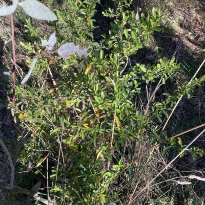 Pyracantha sp. (Firethorn) at Majura, ACT - 16 Sep 2023 by waltraud