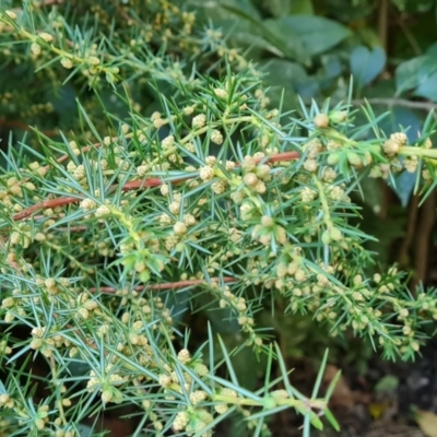 Juniperus communis (Juniper) at Isaacs Ridge and Nearby - 19 Sep 2023 by Mike