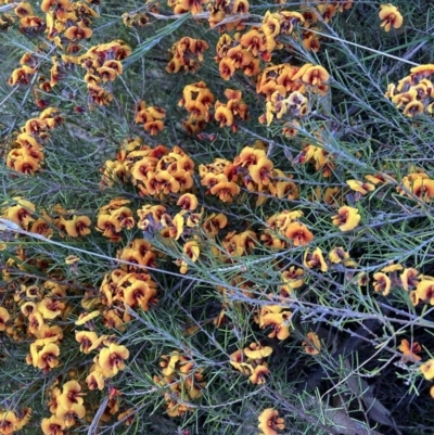 Dillwynia sp. Yetholme (P.C.Jobson 5080) NSW Herbarium at Mount Majura - 16 Sep 2023 by waltraud