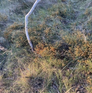 Dillwynia sp. Yetholme (P.C.Jobson 5080) NSW Herbarium at Hackett, ACT - 16 Sep 2023