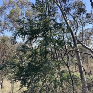 Acacia baileyana at Majura, ACT - 20 Sep 2023