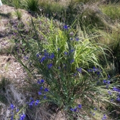 Stypandra glauca (Nodding Blue Lily) at Mount Majura - 17 Sep 2023 by waltraud