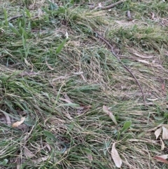 Nassella neesiana (Chilean Needlegrass) at Hackett, ACT - 17 Sep 2023 by waltraud