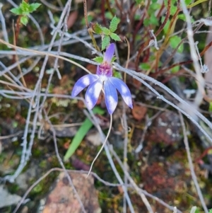 Cyanicula caerulea at Canberra Central, ACT - suppressed