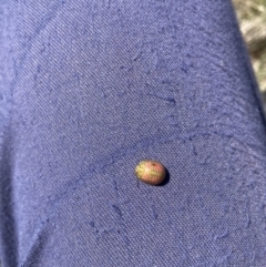 Paropsisterna fastidiosa (Eucalyptus leaf beetle) at Mount Majura - 18 Sep 2023 by waltraud