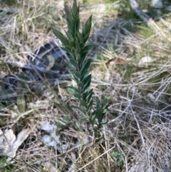 Styphelia triflora (Five-corners) at Mount Majura - 18 Sep 2023 by waltraud