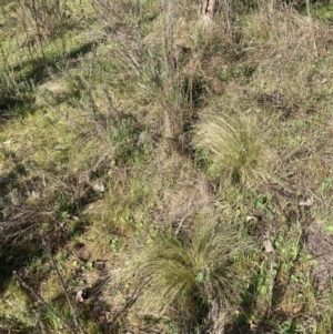 Nassella trichotoma at Watson, ACT - 18 Sep 2023