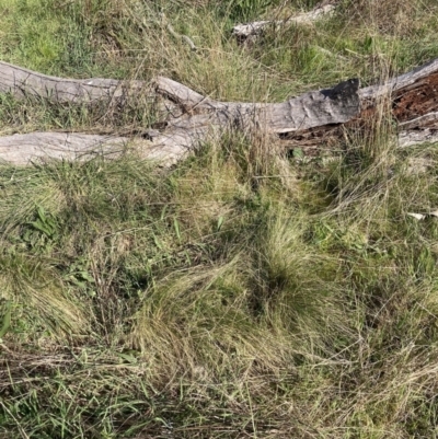 Nassella trichotoma (Serrated Tussock) at Watson, ACT - 18 Sep 2023 by waltraud