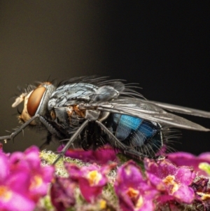 Calliphora vicina at Murrumbateman, NSW - 19 Sep 2023 04:47 PM